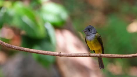Camera-zooms-out-showing-this-bird-perched-on-a-small-vine-while-frantically-looking-down,-Gray-headed-Canary-Flycatcher-Culicicapa-ceylonensis,-Thailand