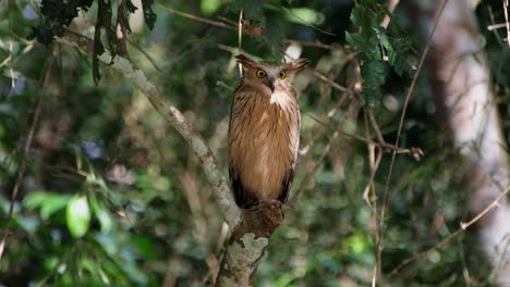 Looking-to-the-right-then-turns-its-head-to-the-left-and-quickly-faces-forward-with-its-eyes-wide-open,-frightened-of-some-sound-in-the-forest,-Buffy-Fish-Owl-Ketupa-ketupu,-Thailand
