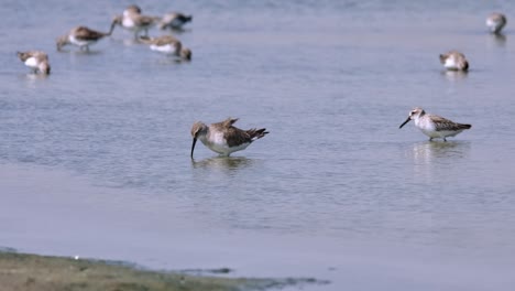 Seen-from-its-side-moving-towards-the-left-foraging-for-some-food-under-the-water,-Curlew-Sandpiper-Calidris-ferruginea,-Thailand