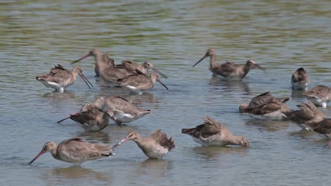 Some-individuals-moving-to-the-left-while-part-of-a-big-flock-is-busy-feeding-as-one-in-the-middle-stops-to-scratch-its-neck,-Black-tailed-Godwit-Limosa-limosa,-Thailand