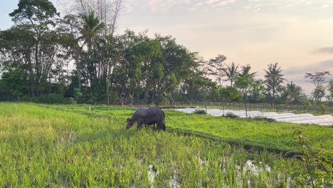 Buffalo-on-the-harvested-rice-field-and-eating-the-grass