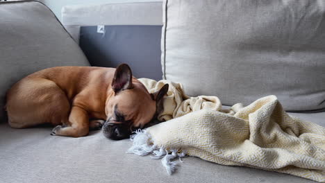 Schlafende-Französische-Bulldogge-Auf-Einer-Grauen-Couch-Mit-Decke