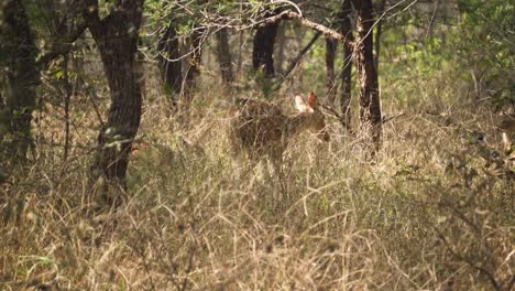 Gruppe-Von-Chital--Oder-Geparden--Oder-Axishirschen-In-Trockenen-Graslandschaften-Des-Kuno-Nationalparks-In-Sheopur,-Indien