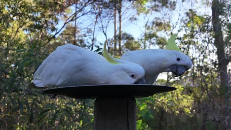 Native-Australian-Cockatoos-eating-seeds-on-a-plate-with-bushland-in-the-background