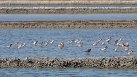 A-small-flock-all-facing-to-the-right-resting-after-flying-and-feeding-around,-Plovers-Assorted-Resting,-Thailand