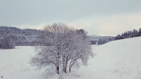 Kahler-Baum-Isoliert-über-Gefrorenem-Waldberg-Im-Winter