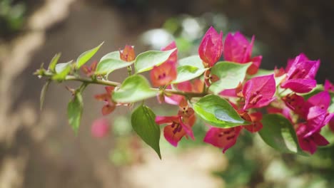 Macro-shot-of-flowers-of-bougainvillea-specie-of-thorny-ornamental-plant-at-a-backyard-of-a-house-in-India