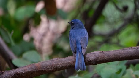 Camera-zooms-out-sliding-to-the-right-as-this-bord-is-seen-from-its-back-looking-to-the-left,-Indochinese-Blue-Flycatcher-Cyornis-sumatrensis-Male,-Thailand