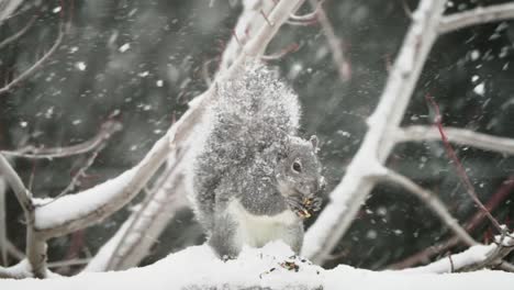 Gray-squirrel-eating-on-a-fence-during-a-blizzard