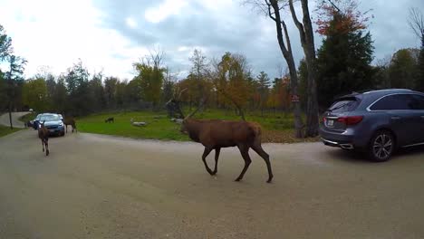 huge-elk-walking-next-to-a-car-of-tourists-in-Canada