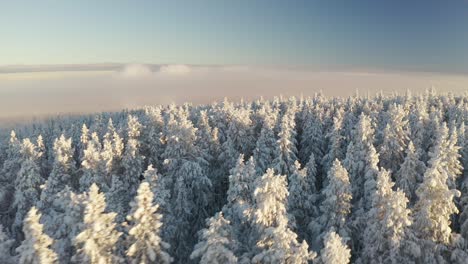 Drone-areial-footage-of-a-pine-forest-during-a-frosty-winters-day-in-northern-Sweden