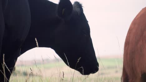 Slow-Motion-cows-butting-heads-in-field
