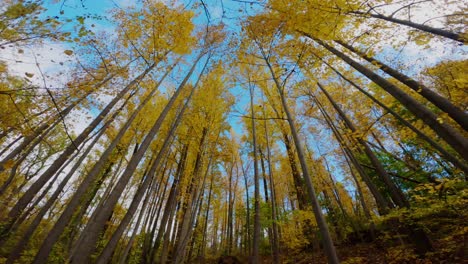 Footage-of-a-tall,-colorful,-deciduous-forest-on-a-beautiful-fall-day---60FPS