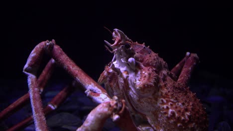 Aquarium-in-Oceanarium-with-Living-Crabs