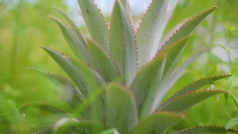 close-up-of-pineapple-tree