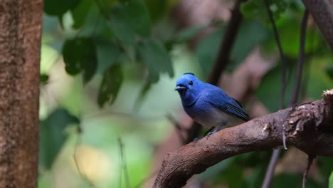 La-Cámara-Se-Aleja-Mientras-Este-Pájaro-Canta-Y-Mira-A-Su-Alrededor,-Monarca-De-Nuca-Negra-O-Papamoscas-Azul-De-Nuca-Negra-Hipothymis-Azurea,-Macho,-Tailandia