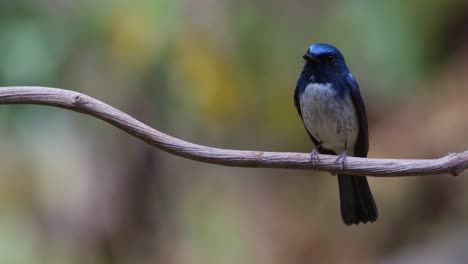 Perched-on-the-right-side-of-the-vine-while-looking-around,-Hainan-Blue-Flycatcher-Cyornis-hainanus,-Thailand
