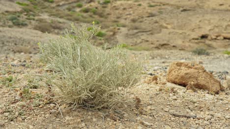 Trockene-Pflanze-Bewegt-Sich-Aufgrund-Des-Windes-In-Der-Wüstenlandschaft-Der-Insel-Teneriffa