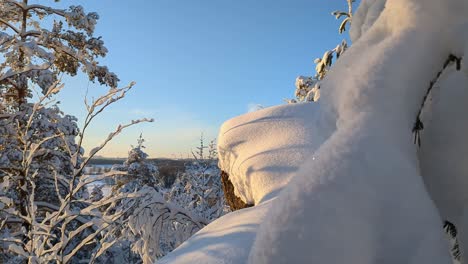 Snowy-trees-in-forest,-winter-landscape,-Finland