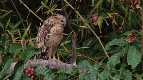 Perched-on-a-branch-then-steps-towards-the-left-turning-its-head-looking-deep-into-the-forest,-Buffy-Fish-Owl-Ketupa-ketupu,-Thailand