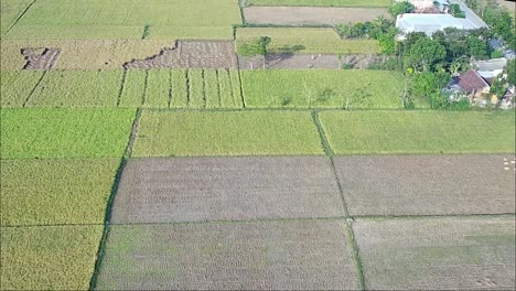 Drone-flight-over-rice-fields-in-rural-Blora,-Central-Java,-Indonesia