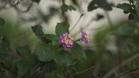 Nahaufnahme-Einer-Violetten-Blume,-Die-Sich-Im-Wind-Wiegt