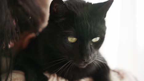 Entzückende-Domestizierte-Schwarze-Katze-Mit-Schläfrigen-Augen