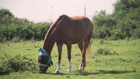 Horse-with-Blinkers-eats-grass-in-field