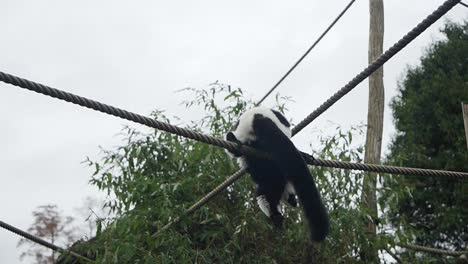 Black-and-white-ruffed-lemur-monkey-walking-over-rope-in-animal-park,-hanging-upside-down
