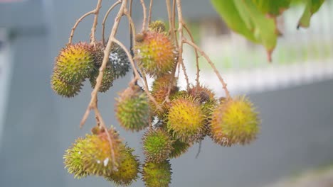 Nahaufnahme-Der-Rambutan-Frucht