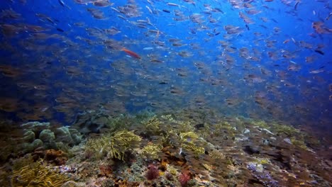 Kleiner-Glasfischschutz-über-Einem-Korallenriff