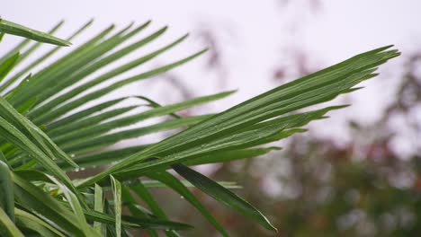 Palmenblätter-Wehen-An-Einem-Regnerischen-Tag-Im-Wind-Und-Sind-Mit-Wassertropfen-Bedeckt
