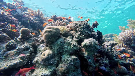 Goldfische-Aus-Dem-Roten-Meer-Und-Andere-Tropische-Arten---Blick-Auf-Das-Unterwassertauchen