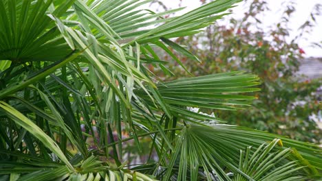 Palm-tree-leaves-blowing-in-the-breeze-on-a-rainy-day-covered-in-water-drops