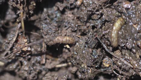 Closeup-of-soldier-fly-larvae,-Hermetia-iluscens,-creeping-into-the-mud-inside-a-compost-bin