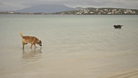 dogs-swimming,-running,-playing-in-the-sea-4K-UHD