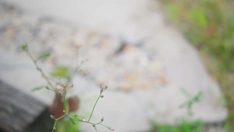 close-up-of-a-sprig-of-grass-with-a-blurred-background