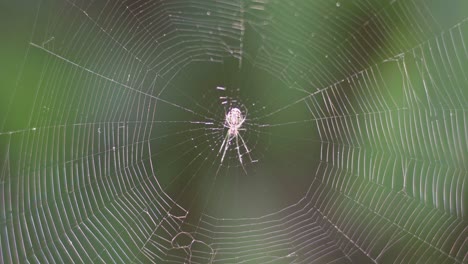 Closeup-of-an-orchard-orb-weaver-spider-returning-to-the-center-of-her-web