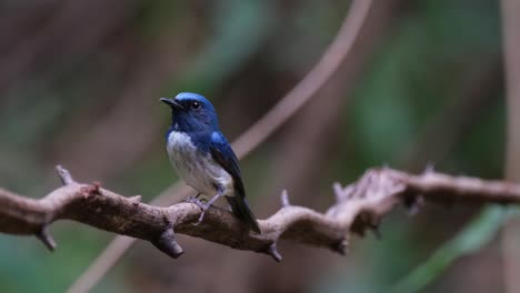 Head-tilted-to-the-right-and-then-faces-left-while-perched-on-a-vine,-Hainan-Blue-Flycatcher-Cyornis-hainanus-Thailand