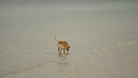 Perros-Nadando,-Corriendo,-Jugando-En-El-Mar-4k-Uhd