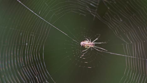 Closeup-of-an-orchard-orb-weaver-spider-at-the-center-of-her-web