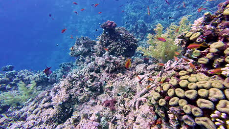 Meeresgoldfische-Entlang-Eines-Unterwasserkorallenriffs