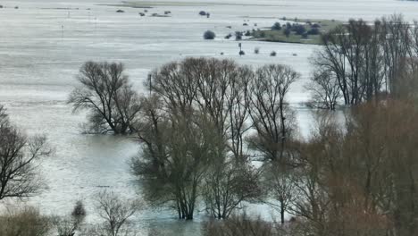 Trees-half-submerged-during-flooding-from-river-Waal,-Gelderland