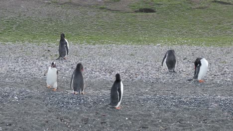 Group-of-penguins-walking-in-the-penguin-colony-in-Ushuaia,-Argentina