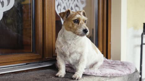 Jack-Russell-Terrier-Se-Sienta-En-Una-Manta-Cerca-De-La-Entrada-De-La-Casa-Y-Busca-Intrusos