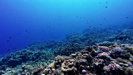 Tranquil-underwater-scene-with-vibrant-coral-reef-and-schools-of-tropical-fish-in-clear-blue-water