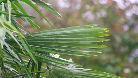 Palm-tree-leaves-blowing-in-the-breeze-on-a-rainy-day-covered-in-water-drops