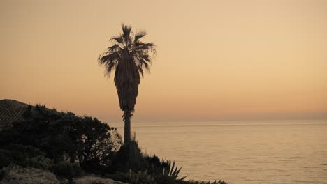 Palm-tree-sticking-out-rocky-coastline-with-view-of-the-orange-sky-over-the-atlantic-ocean