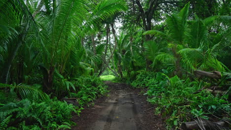 Fahrt-Durch-Tropisch-Grüne,-üppige-Vegetation