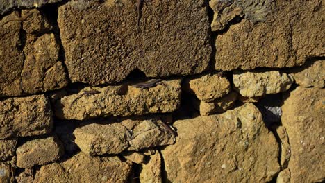 Lizards-agilely-climb-sunlit-rock-wall,-navigating-holes-and-stones